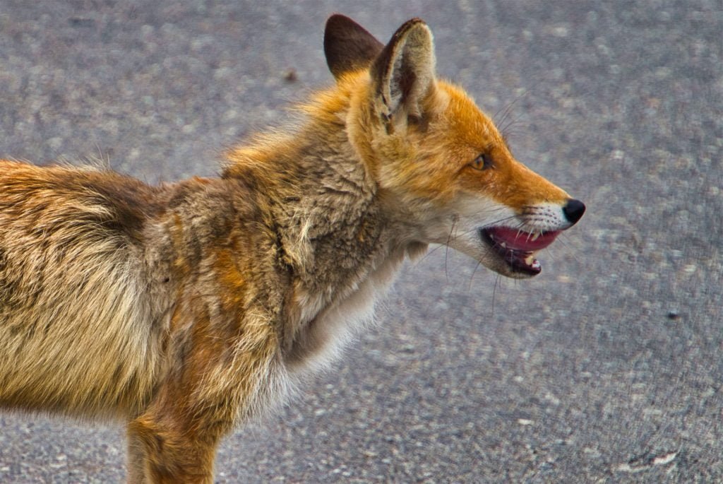 chernobyl fox closeup image
