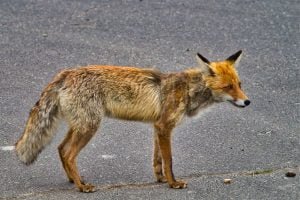 chernobyl wild fox 1