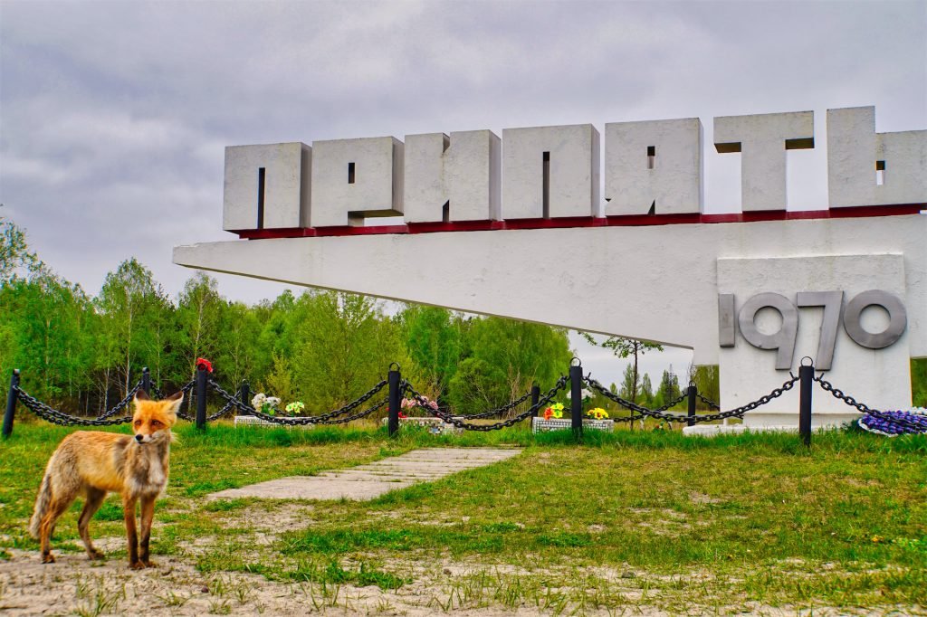 wild fox pripyat sign chernobyl 2 image