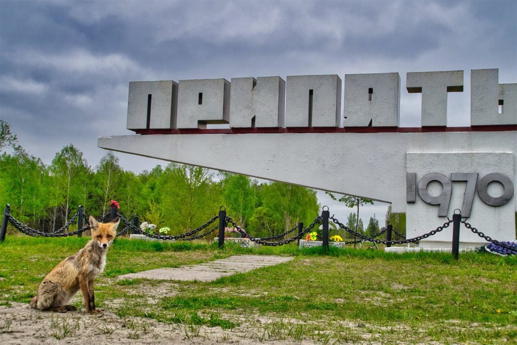 wild fox pripyat sign chernobyl image