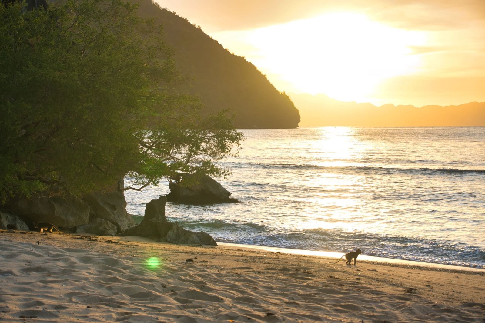 Sangat Island Dive Resort Villa Private Beach Sunrise Monkey Visitors