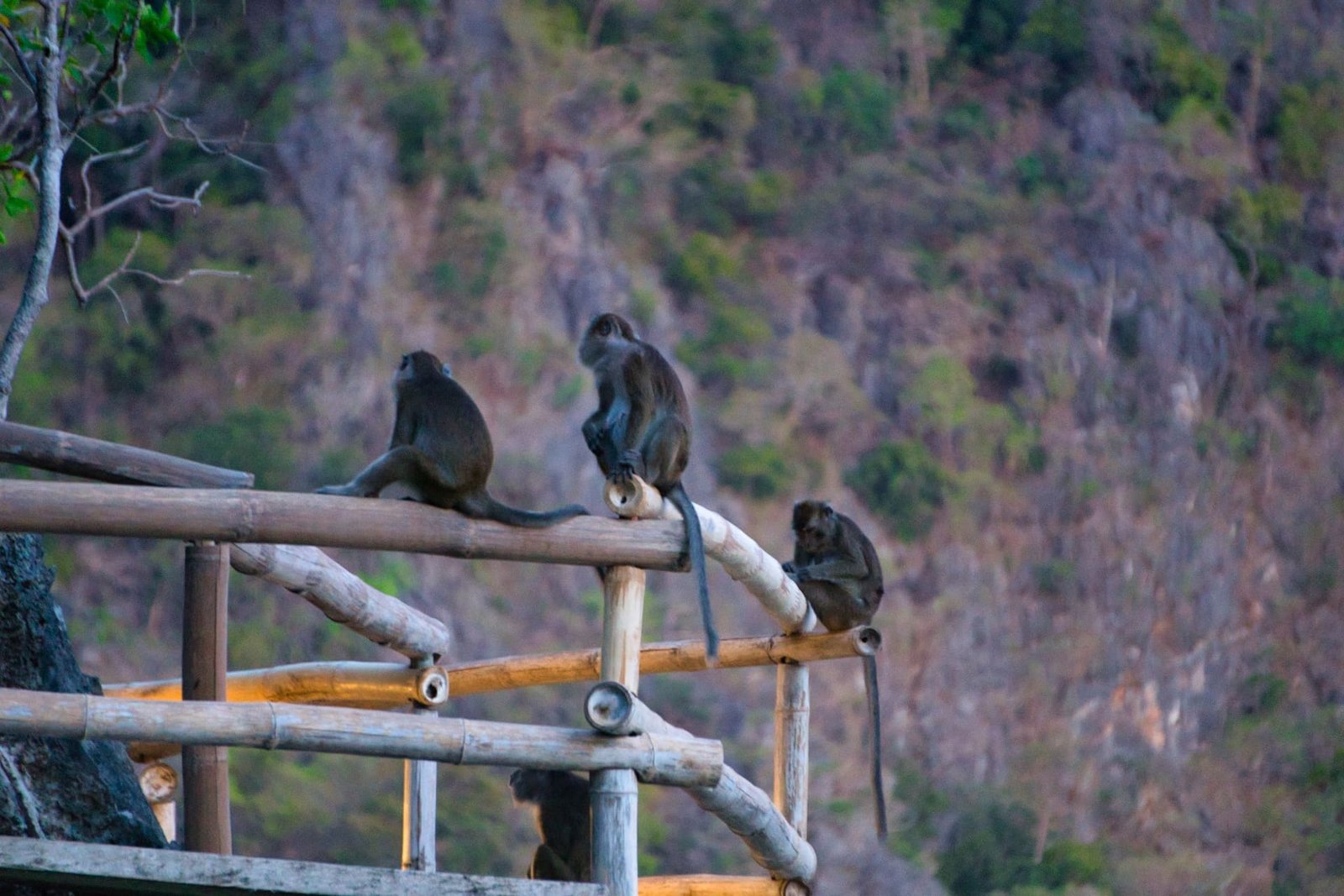 Sangat Island Dive Resort Villa Walkway Monkeys at night