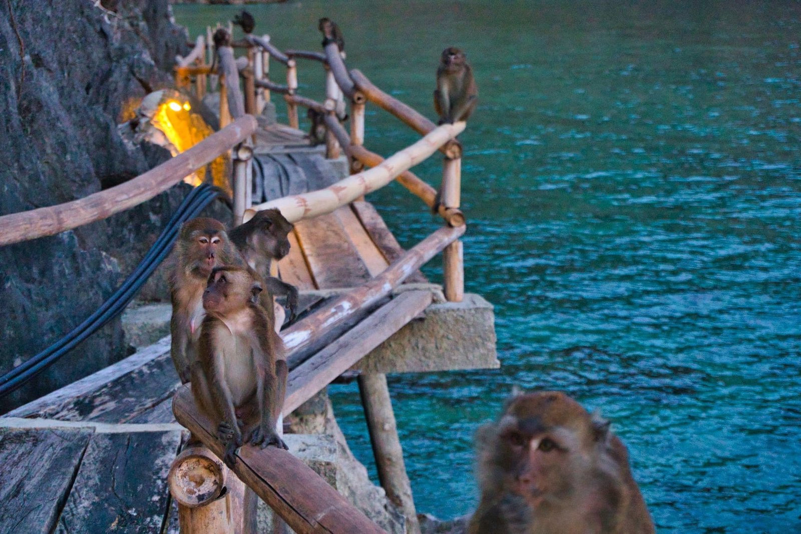 Sangat Island Dive Resort Villa Walkway Monkeys