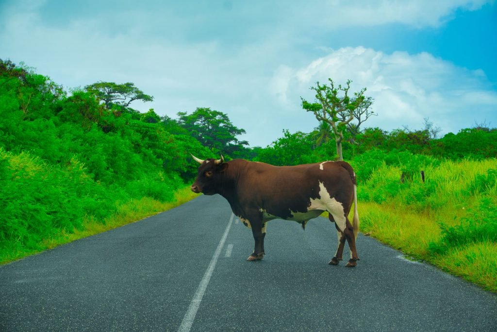 efate ring road vanuatu 4