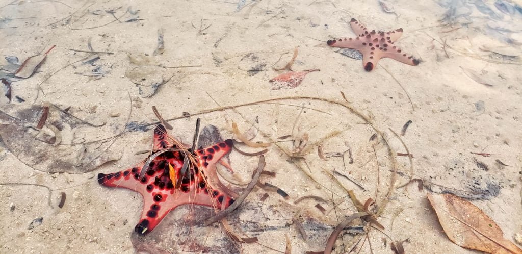 holiday inn vanuatu resort starfish