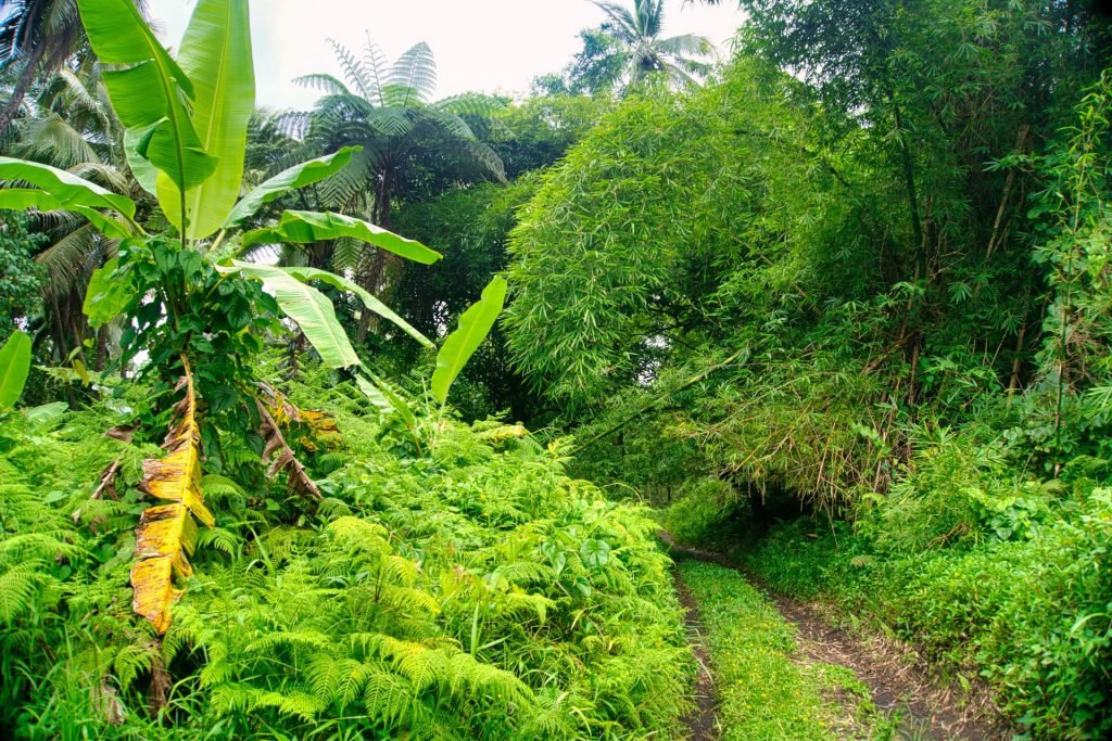 tanna island transport to yasur volcano road through rainforest