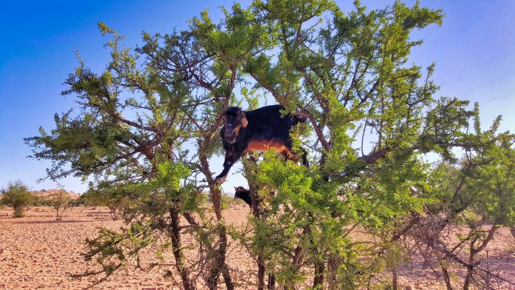 Cycle Morocco tree goat